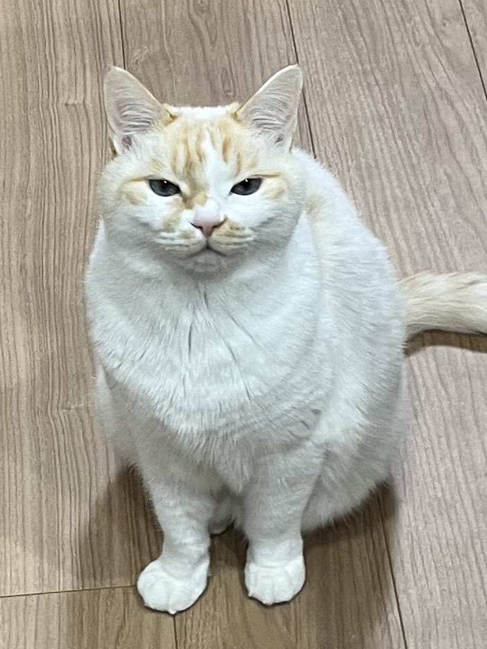 みみう☁️ tweet media