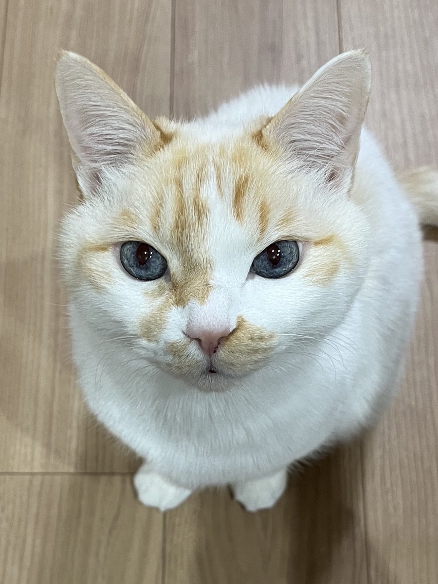 みみう☁️ tweet media