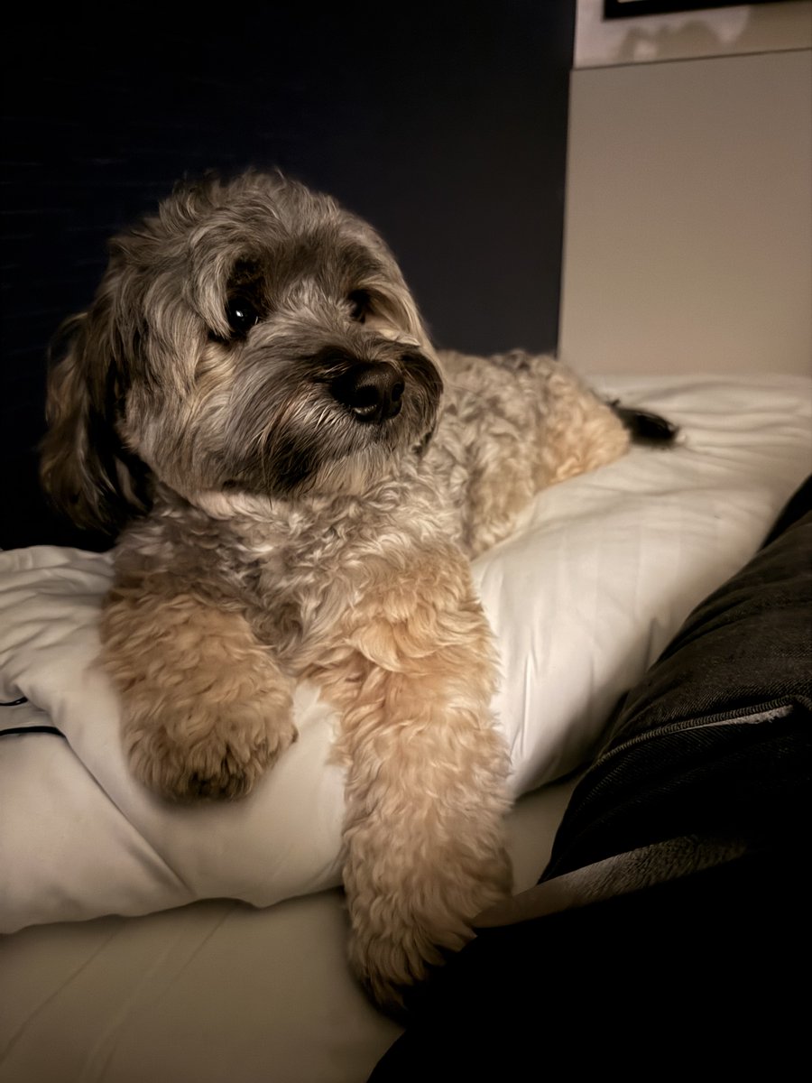 F U Z Z Y G O A T ™ tweet media