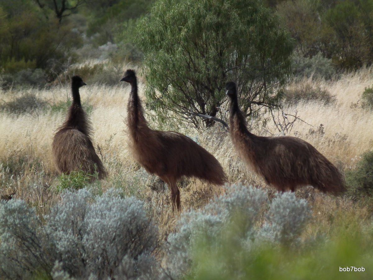 bob7bob's tweet photo. @DailyPicTheme2 The #Wonderous sight of emus in Australia. https://t.co/A9QCg0kdxo