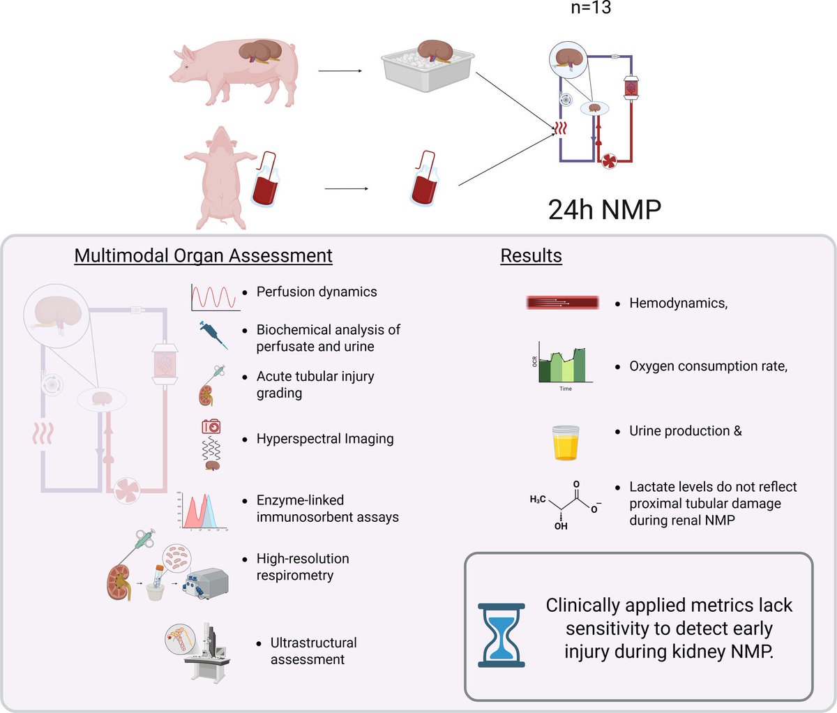 ArtifOrgans's tweet image. #Multimodal Assessment of #Kidney Quality During 24-h of #Normothermic #MachinePerfusion
👉tinyurl.com/muv3ef4x
@organLife_Tyrol 🇦🇹|#ArtificialOrgans #OrganPreservation #KidneyTransplant #MachinePerfusion