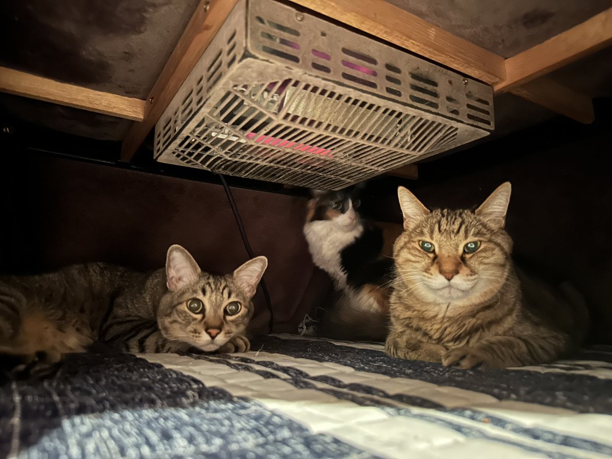 P32UmA's tweet photo. 珍しく3ニャン一緒にコタツ🐾

と、3月もお揃いのネイル💅

自分の動画もやらなきゃですね
仕事落ち着いたらやります🔥 https://t.co/gtXhUaTjlg