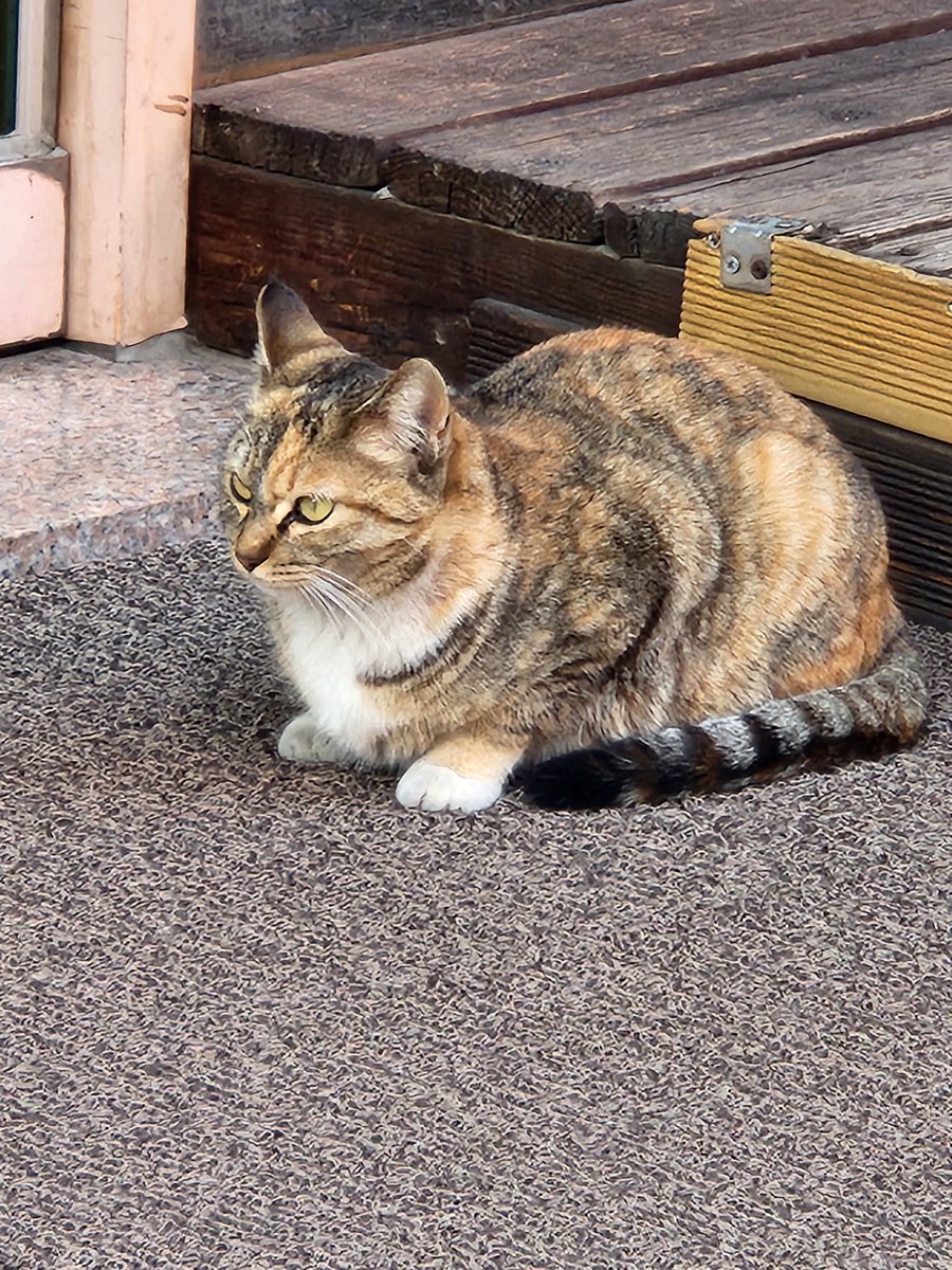 최카미사마 tweet media