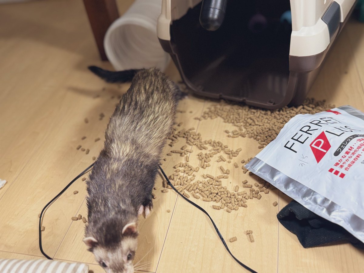 もぐ@5/10アニマルEXPO 2026 tweet media