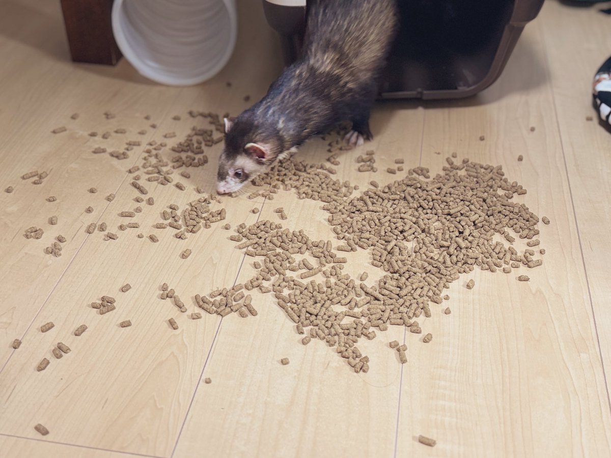 もぐ@5/10アニマルEXPO 2026 tweet media