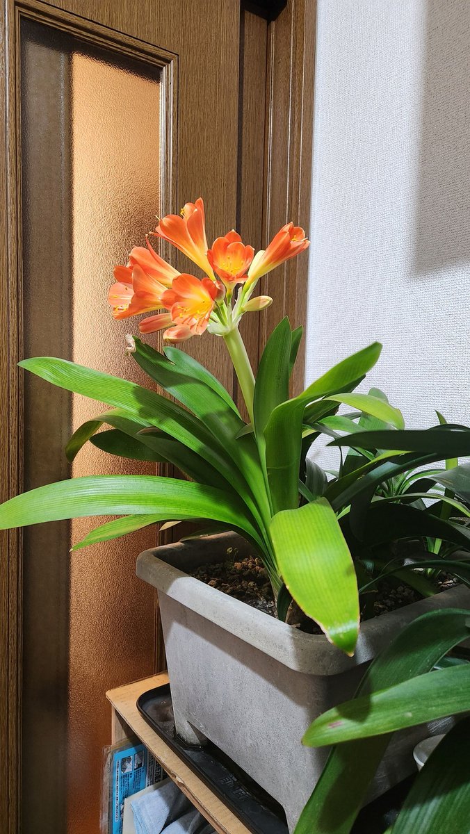 ケルト tweet media