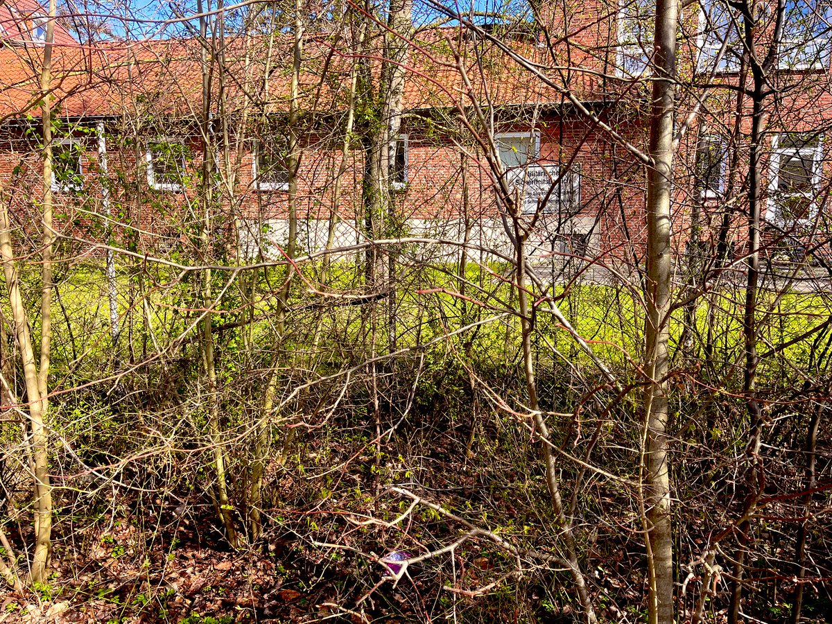 Grünfink tweet media