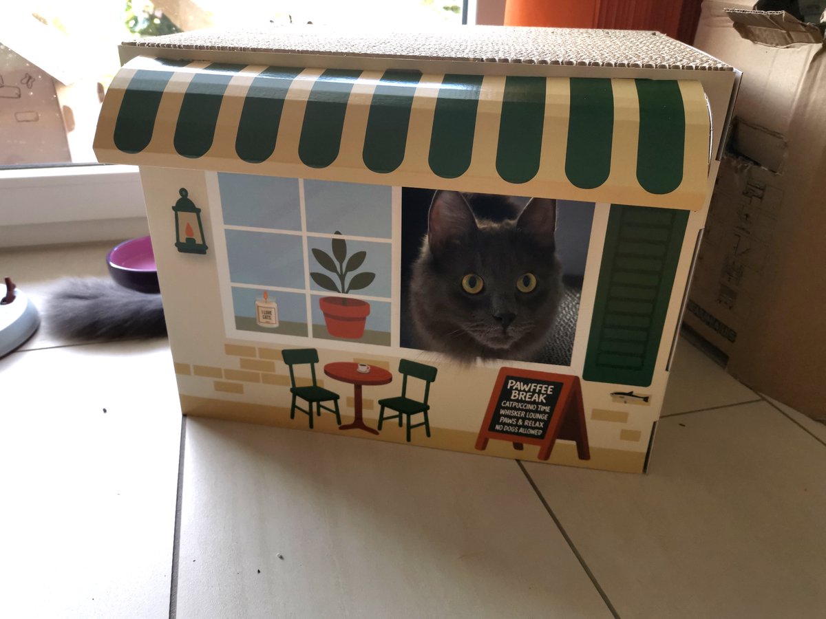 Prinzi (& BlueMoon & Grandma & Little🌈Batgirl) tweet media