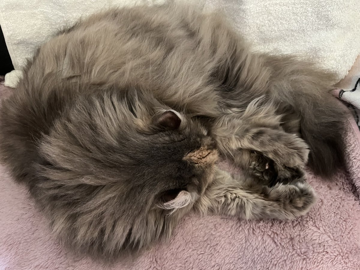 今日めっちゃ暑かった…ねこがあまり丸まらないで寝るようになってきた春ですね(*ơᴗơ)🌸