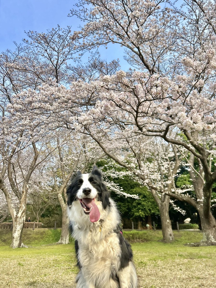 syomosyo's tweet photo. 桜が綺麗で最高なのはもちろんのこと笑ってる犬がもうほんとに最高の最高なんだよなあ https://t.co/LaO1MWgQjz