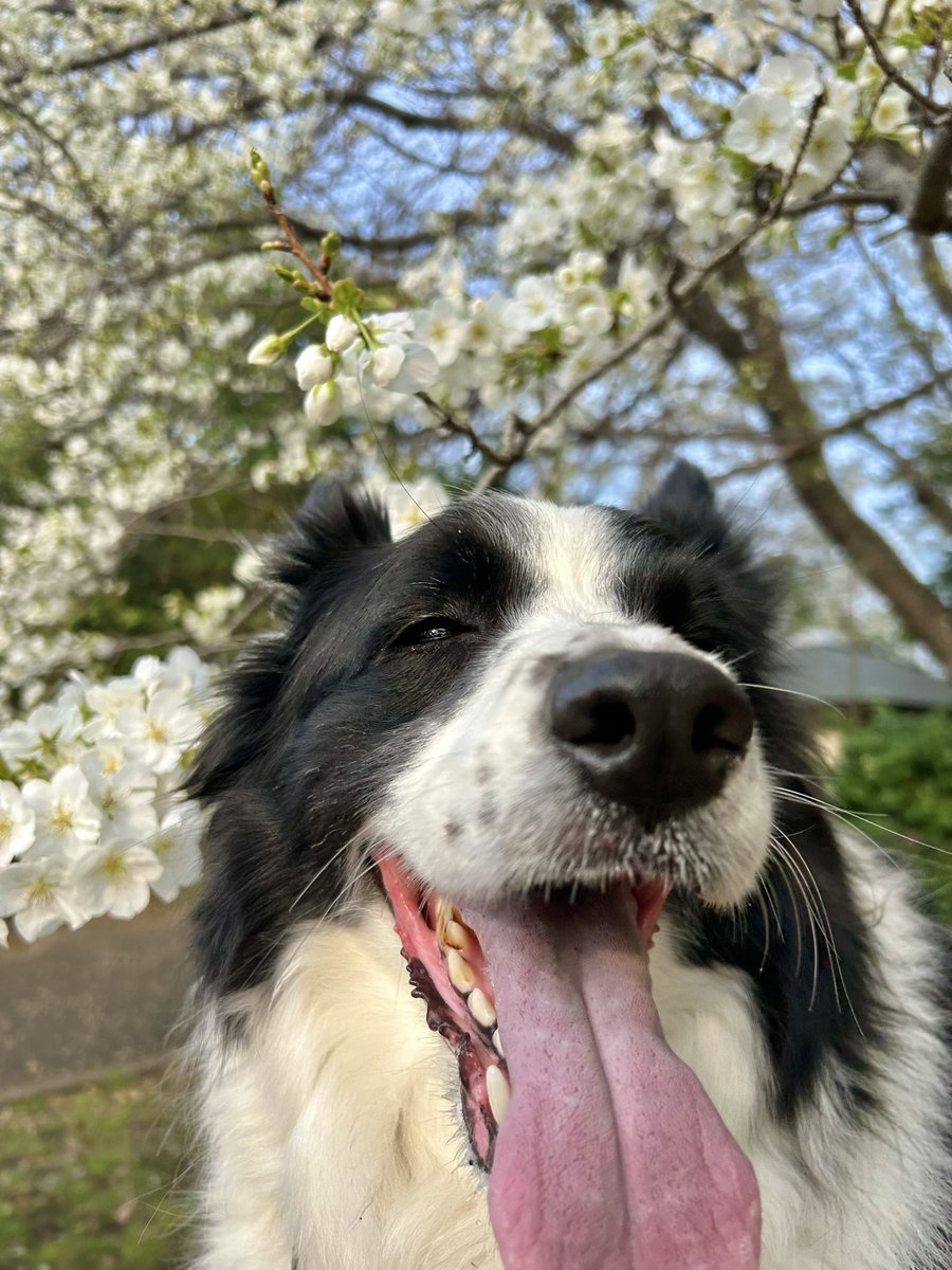 syomosyo's tweet photo. 桜が綺麗で最高なのはもちろんのこと笑ってる犬がもうほんとに最高の最高なんだよなあ https://t.co/LaO1MWgQjz