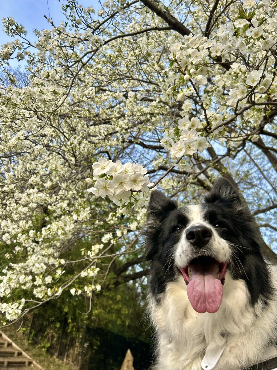 syomosyo's tweet photo. 桜が綺麗で最高なのはもちろんのこと笑ってる犬がもうほんとに最高の最高なんだよなあ https://t.co/LaO1MWgQjz
