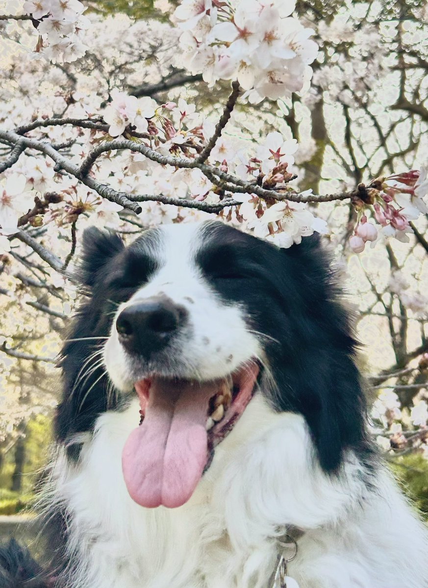 syomosyo's tweet photo. 桜が綺麗で最高なのはもちろんのこと笑ってる犬がもうほんとに最高の最高なんだよなあ https://t.co/LaO1MWgQjz