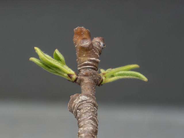 passe colmar tweet media