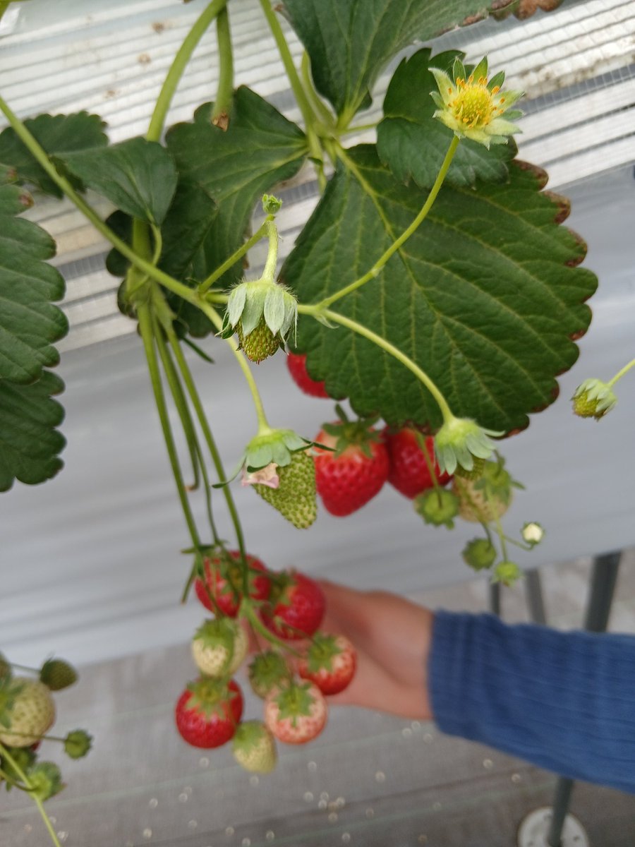 ゆきか@デジタル×伝える仕事 tweet media