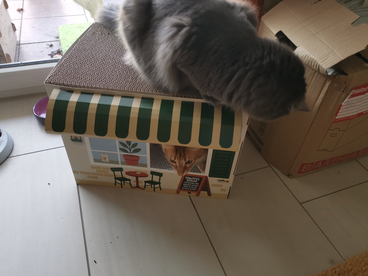 Prinzi (& BlueMoon & Grandma & Little🌈Batgirl) tweet media