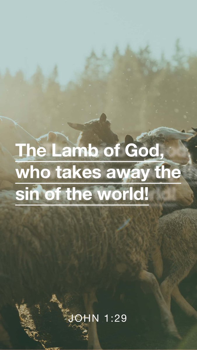 shawmor 🐺 🟦 tweet media