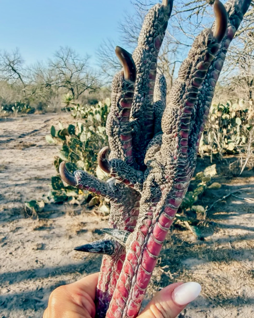 SPORTSMANchnl's tweet image. "South Texas opener was short &amp;amp; sweet - they did the dang thanggg!" - @cami_rachelle 

#ITSINOURBLOOD #outdoors #hunting #wildturkey #turkeyhunting
