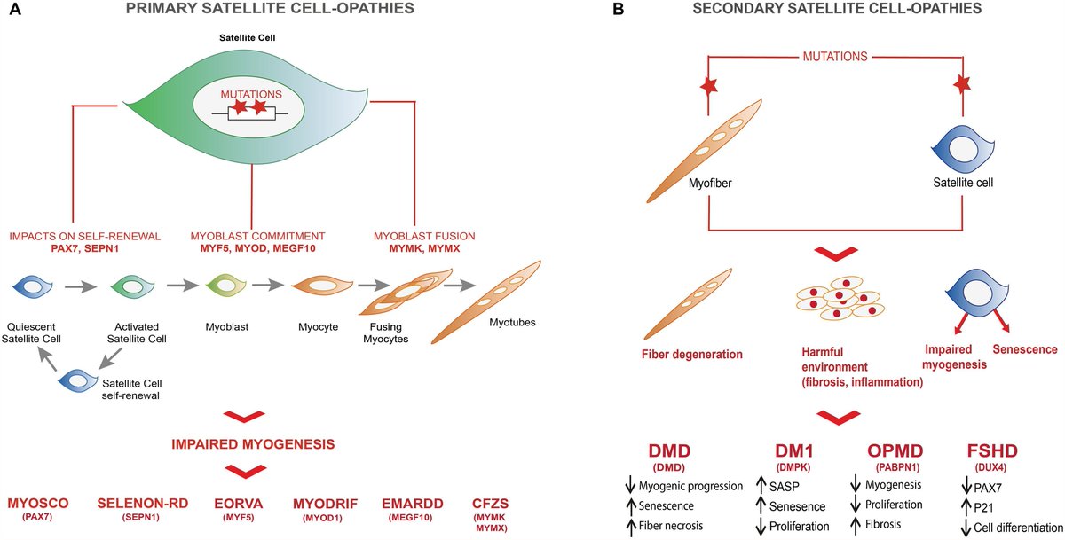 Journal of Neuromuscular Diseases tweet media
