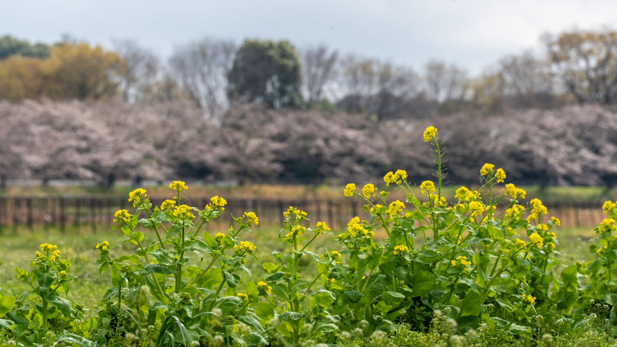 YKつち🐢 tweet media