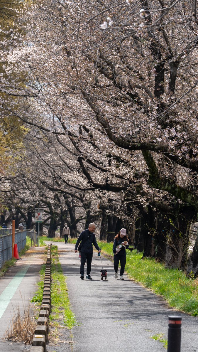 YKつち🐢 tweet media