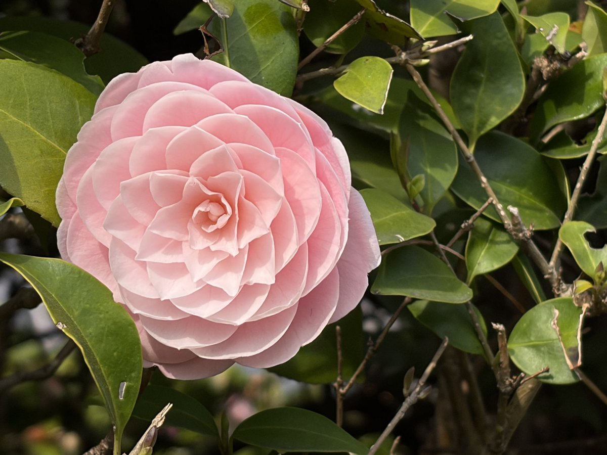 佐々木華 Hana Sasaki フルート Flute tweet media