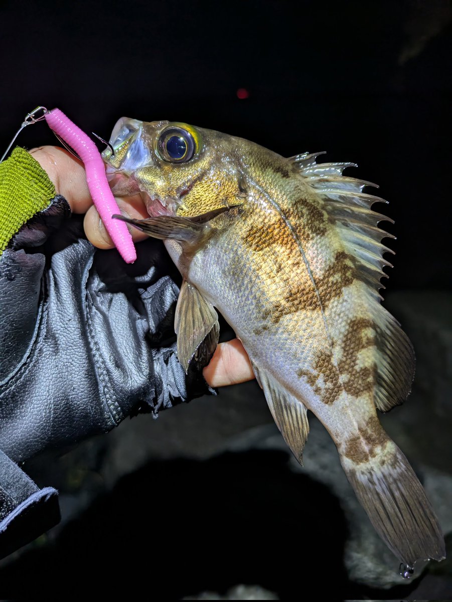 🐶🎣なみすけ🏍🐈 tweet media