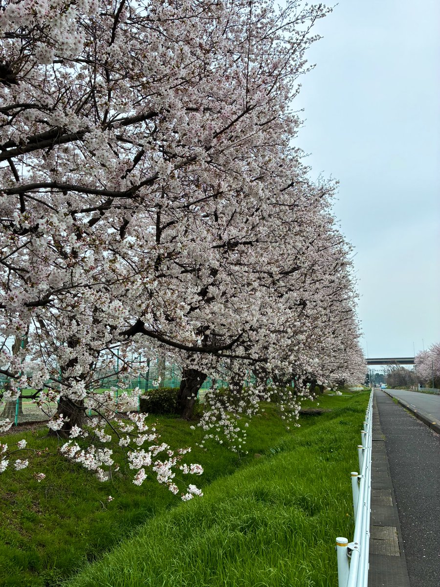 kenzy1963's tweet photo. 今年の大原　

#urawareds 
#浦和レッズ 
#桜 #さくら #サクラ https://t.co/95W7XtQ9D6