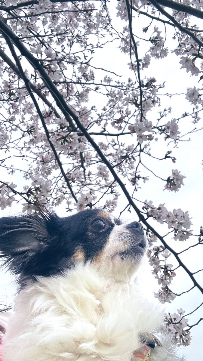 suzurun＊ tweet media