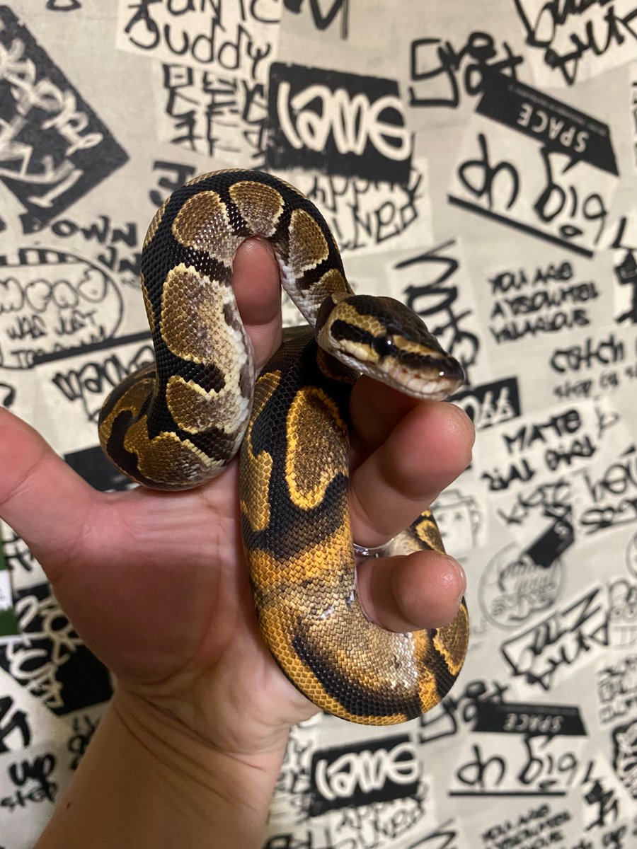 enchiびと tweet media