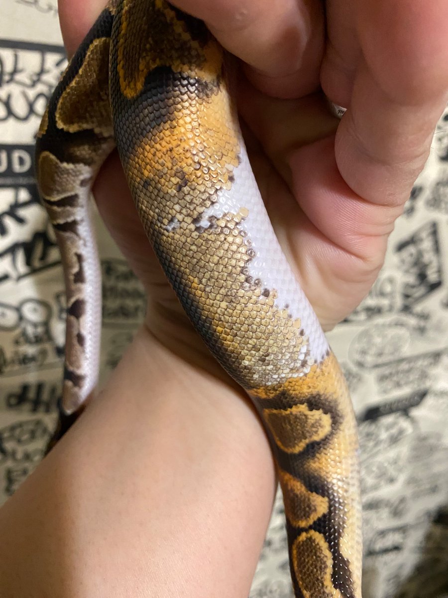 enchiびと tweet media