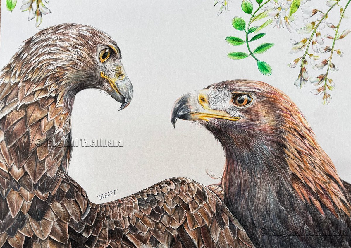 橘鶫TsugumiTachibana tweet media