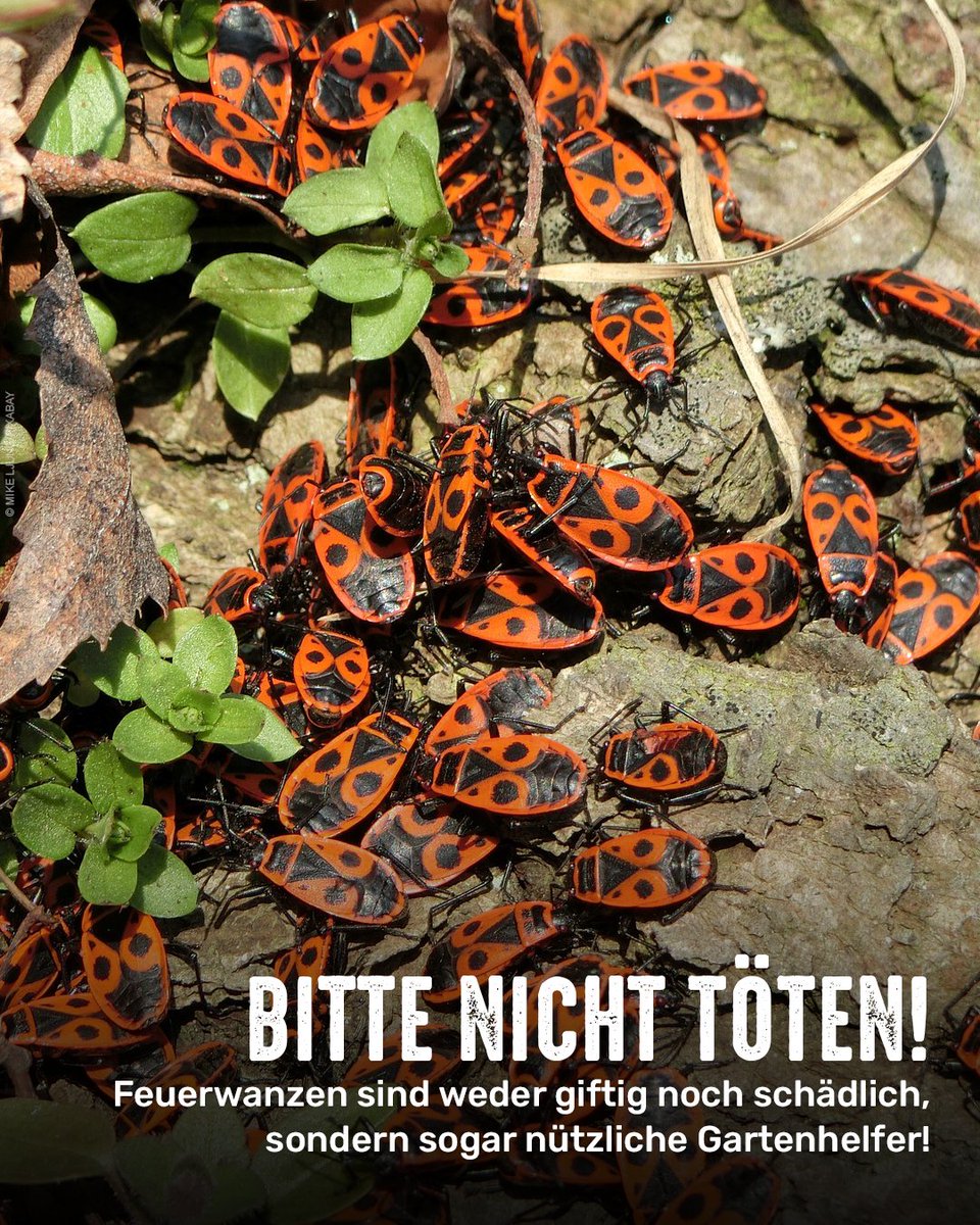 tierschutz_bund's tweet photo. Gerade tummeln sich wieder viele Feuerwanzen auf Steinen und an Hauswänden. Ihre leuchtend rote Farbe signalisiert vermeintlich Gefahr. Kein Wunder, dass sie einen schlechten Ruf haben. Dabei sind sie vollkommen ungefährlich und sogar nützlich im Garten.

Bitte tut ihnen nichts! https://t.co/iDIwOHzij7