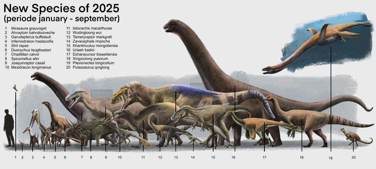 Torosaurus tweet media