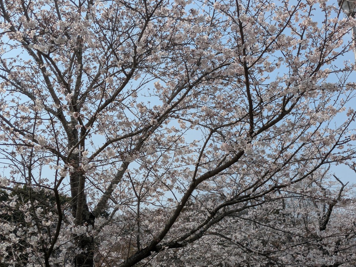 ナツナツ tweet media