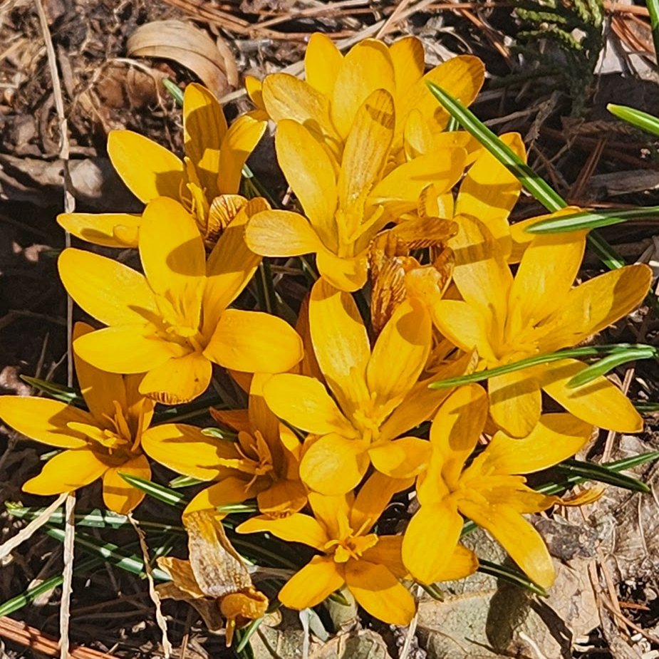 🌱 Shannon Walsh 🦋🦋🦋 tweet media