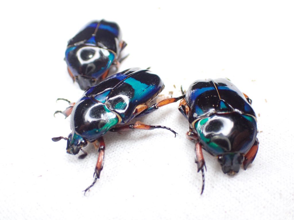 たかしっく🪲 tweet media