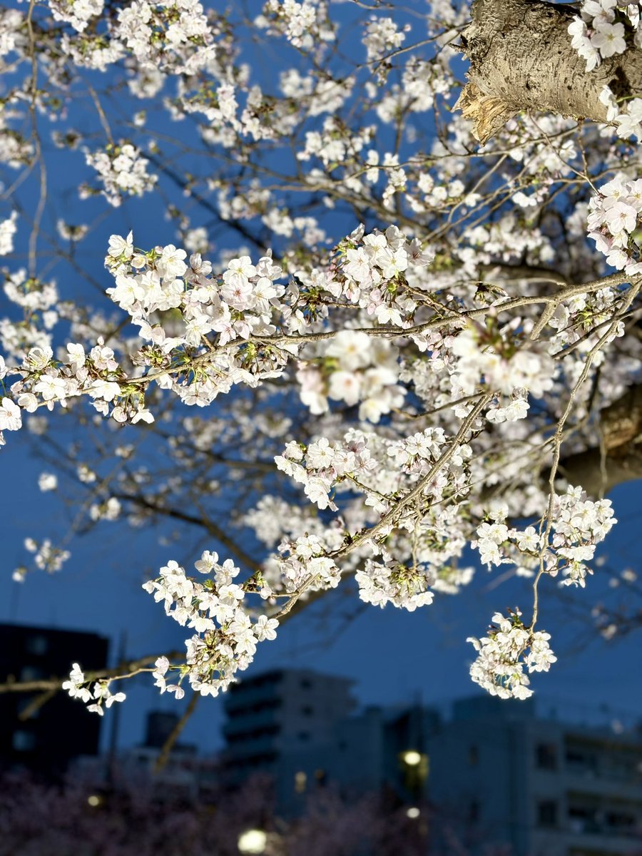 Daibar【ランナー🏃‍♂️】 tweet media