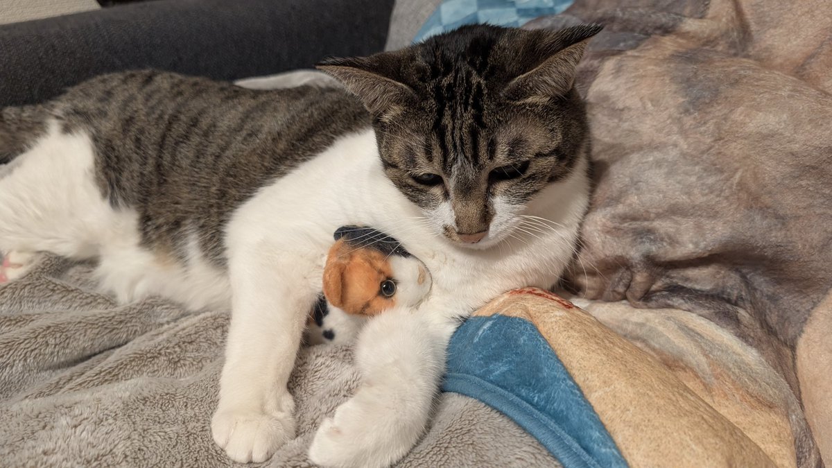 野良さん@握力5711t tweet media