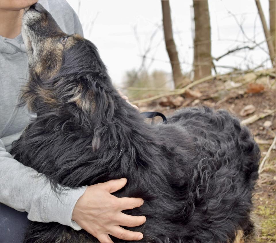 Robwalka Wolf tweet media