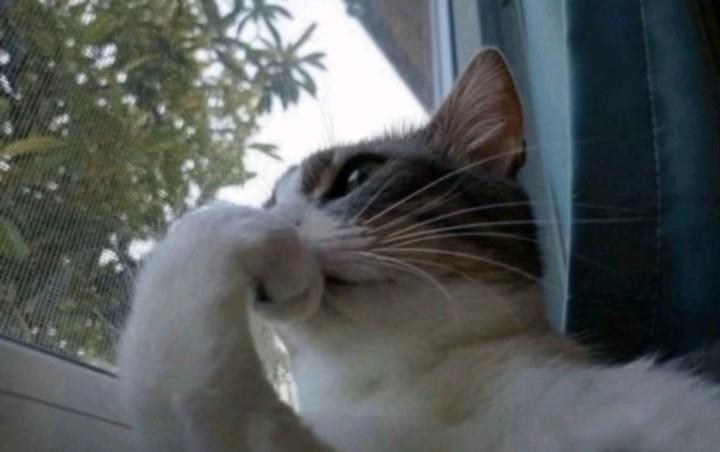 ILⱯNITO 🇨🇦🇫🇷 tweet media