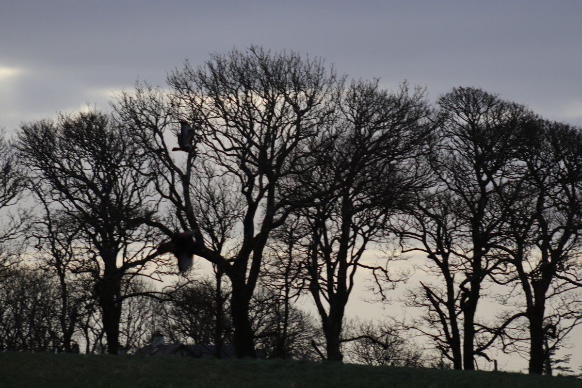 BM Malone tweet media