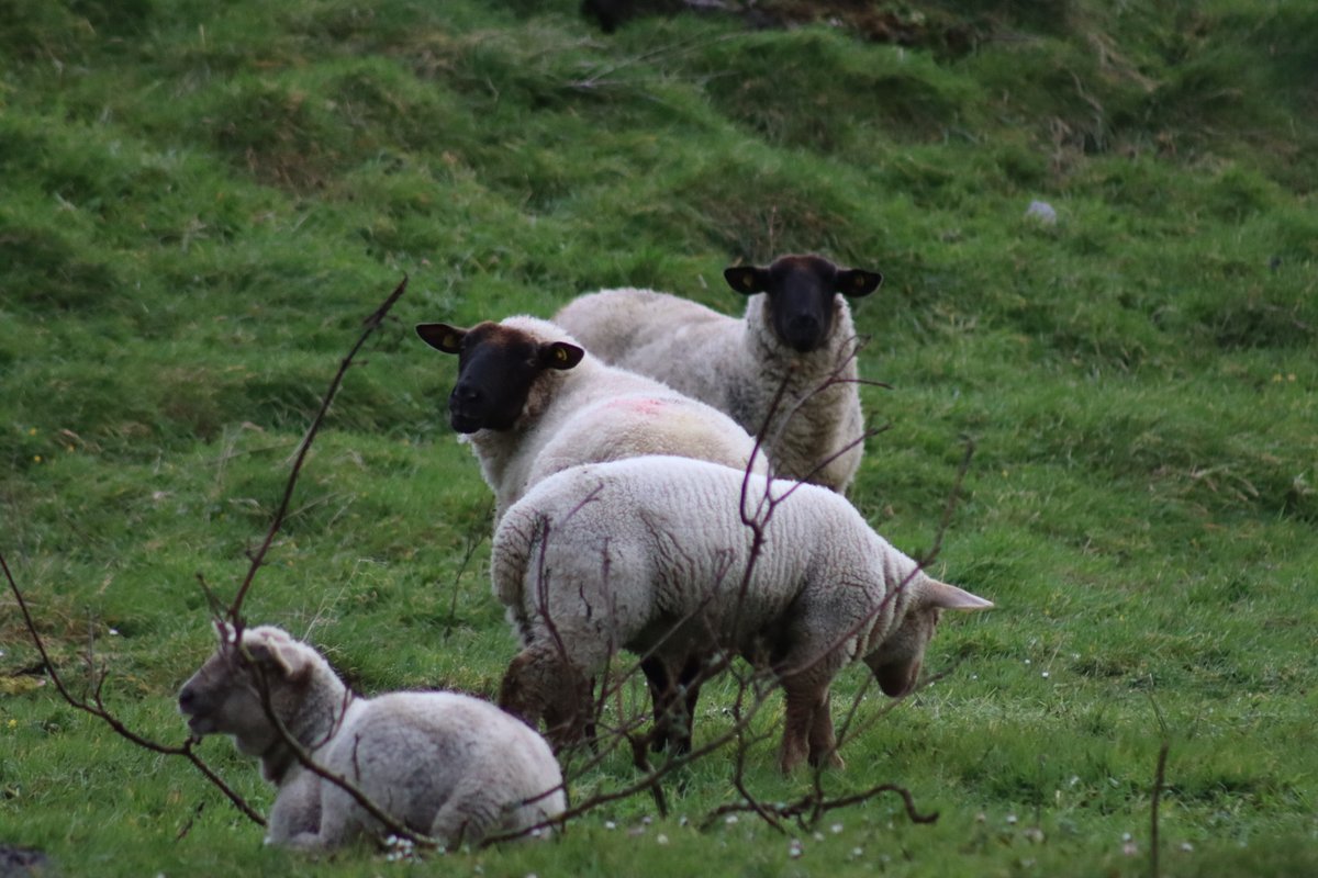 BM Malone tweet media