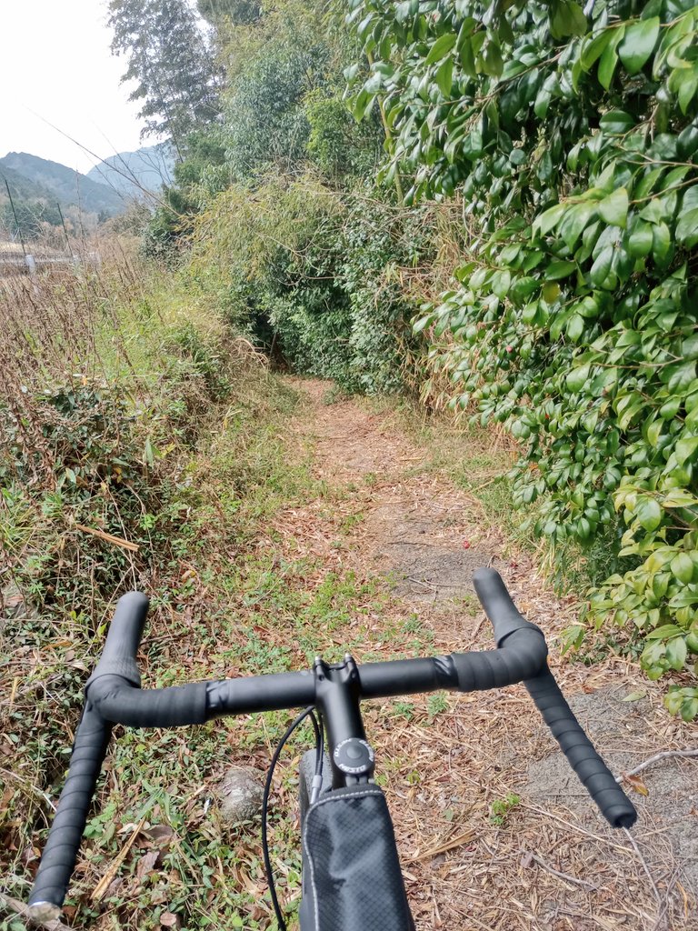 縞しっぽ tweet media