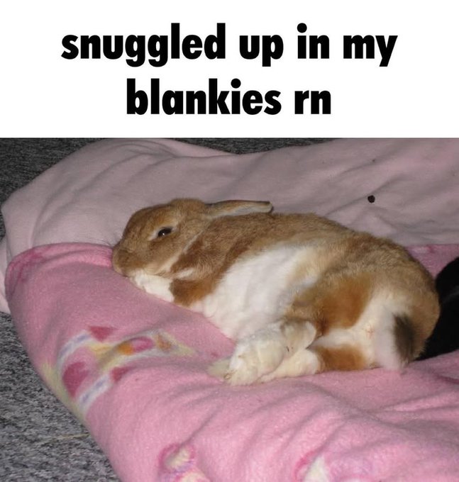 DiceyBoy tweet media