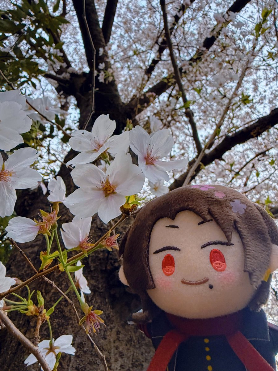 ほわいと tweet media