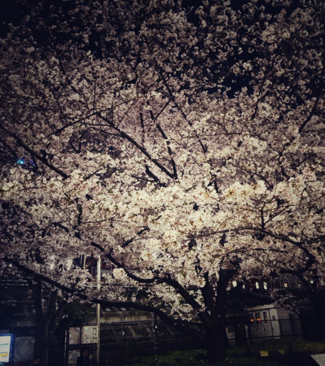 𝐏𝐀𝐏𝐈 🎧𓈒𓏸 tweet media