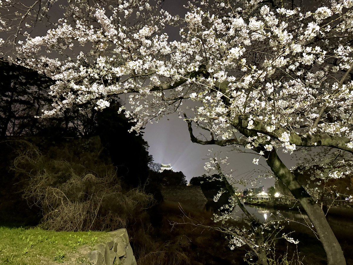 Rathian_モンハンNow🍑 tweet media