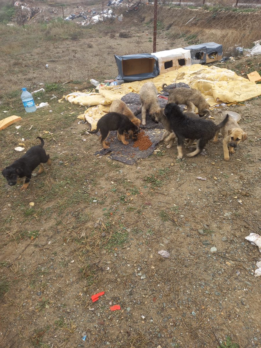 patili dostum😼🐕hak hukuk adalet tweet media