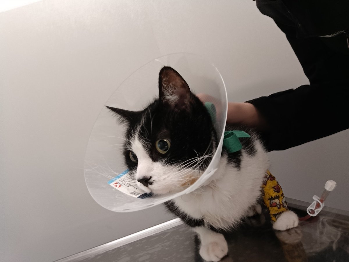 Freya Caluomi tweet media